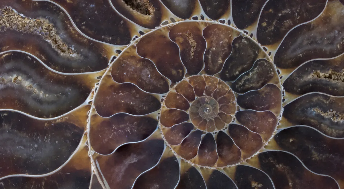 Close up of a brown and tan ammonite fossil.