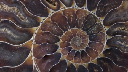 Close up of a brown and tan ammonite fossil.