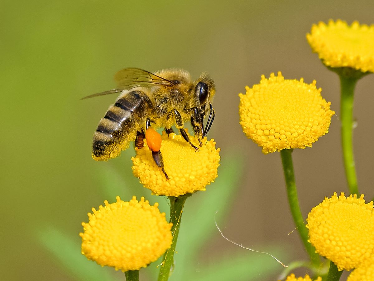 A honeybee resting on a yellow flower.