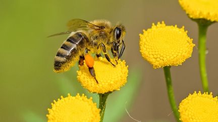 A honeybee resting on a yellow flower.