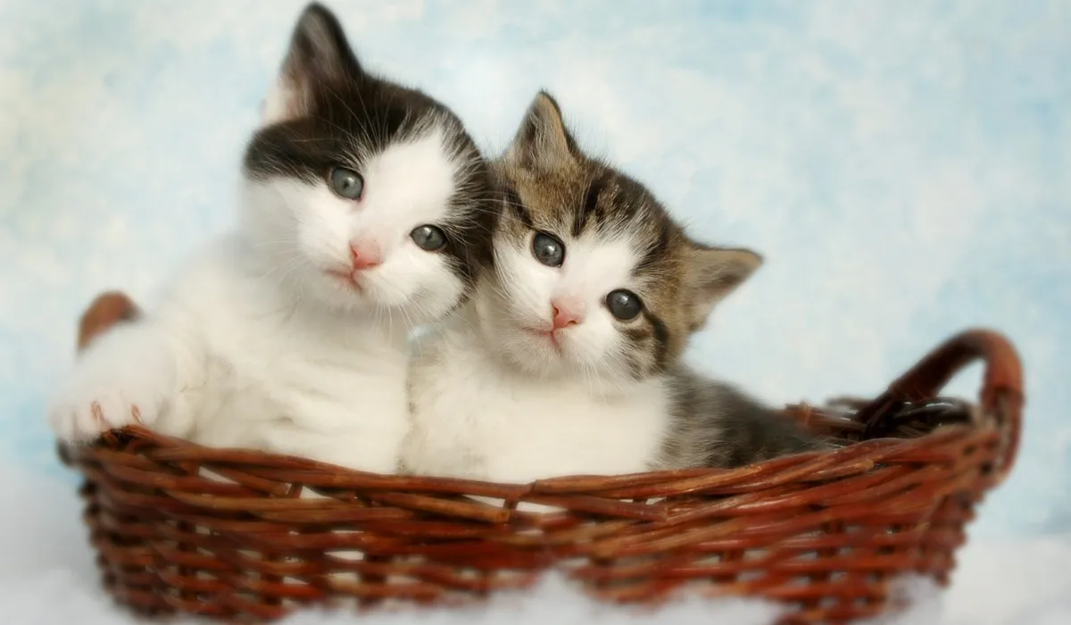 Two tiny cats in a woven basket