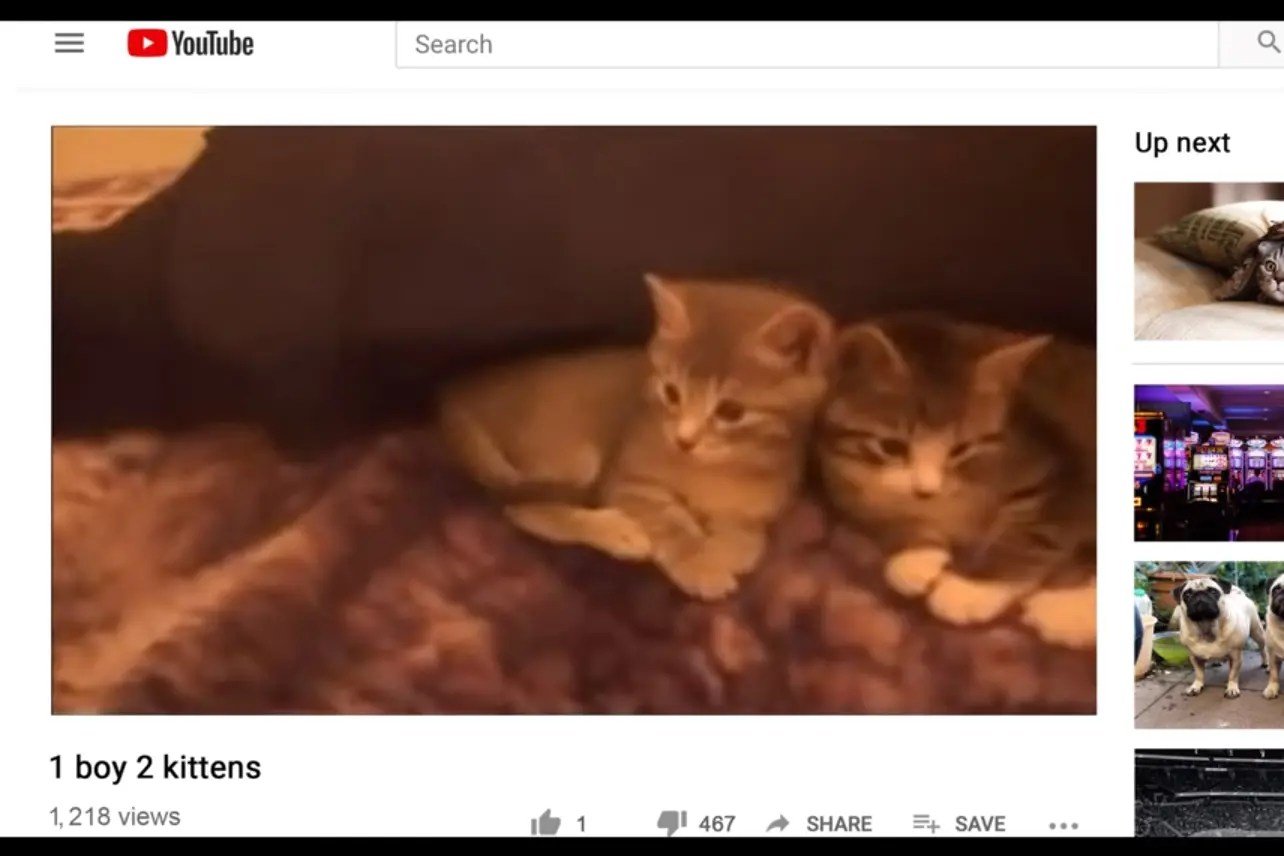 Thumbnail image for a video titled "1 boy 2 kittens" in the documentary 'Don't F*ck With Cats.'