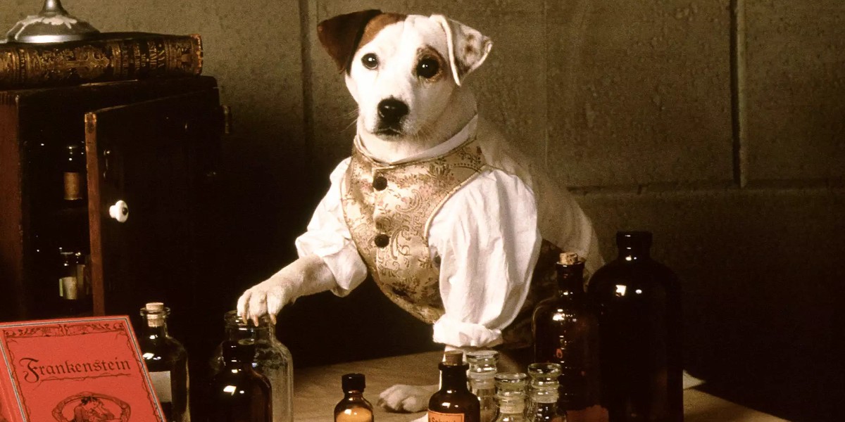 Soccer as Wishbone the Jack Russell Terrier in Wishbone