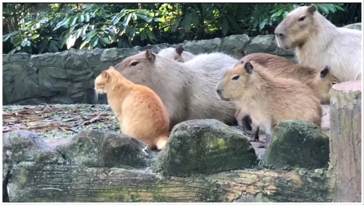 Ampang, Selangor, Malaysia-Oyen the cat lost its mother and lived with a group of capybaras from childhood to adulthood. This cat is really popular among visitors.