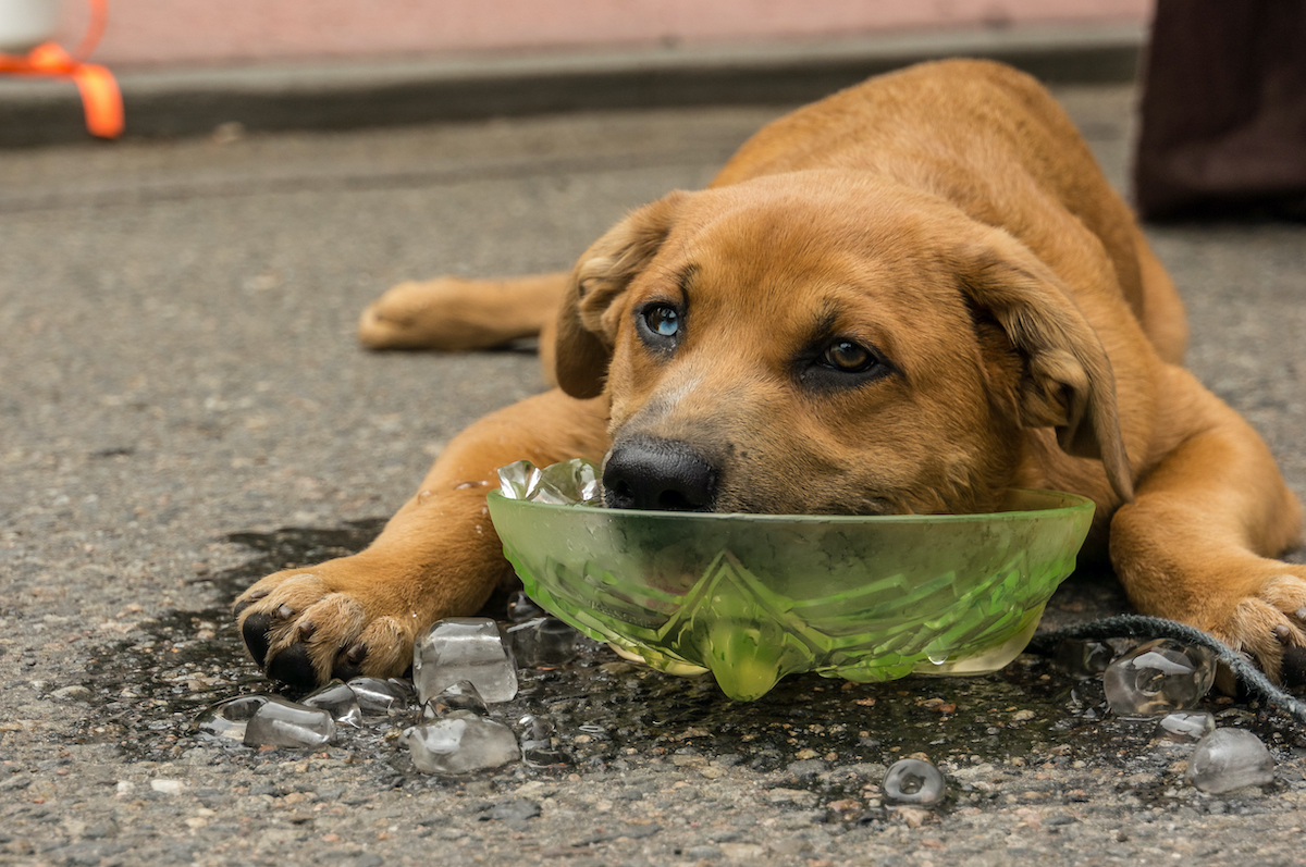 A dog lies on the ground resting its head in a bowl of ice water
