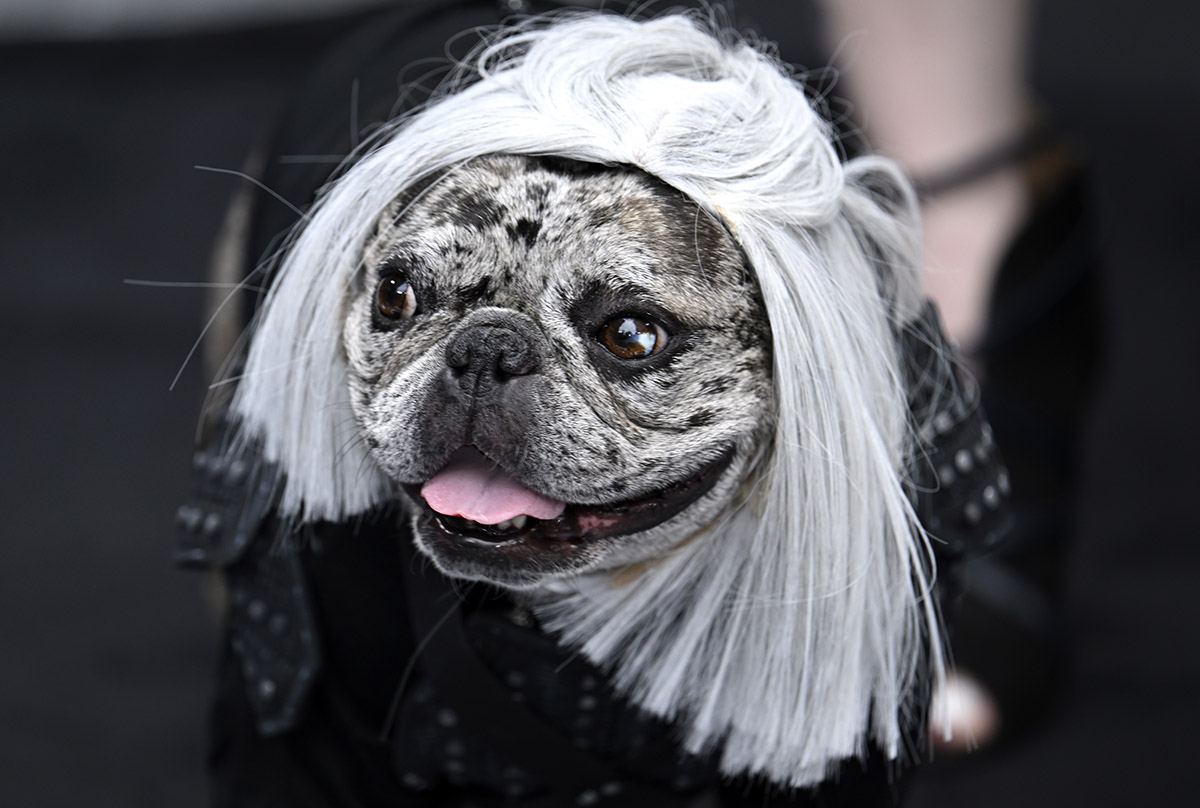 Rory the Frenchie at the premiere of the Witcher