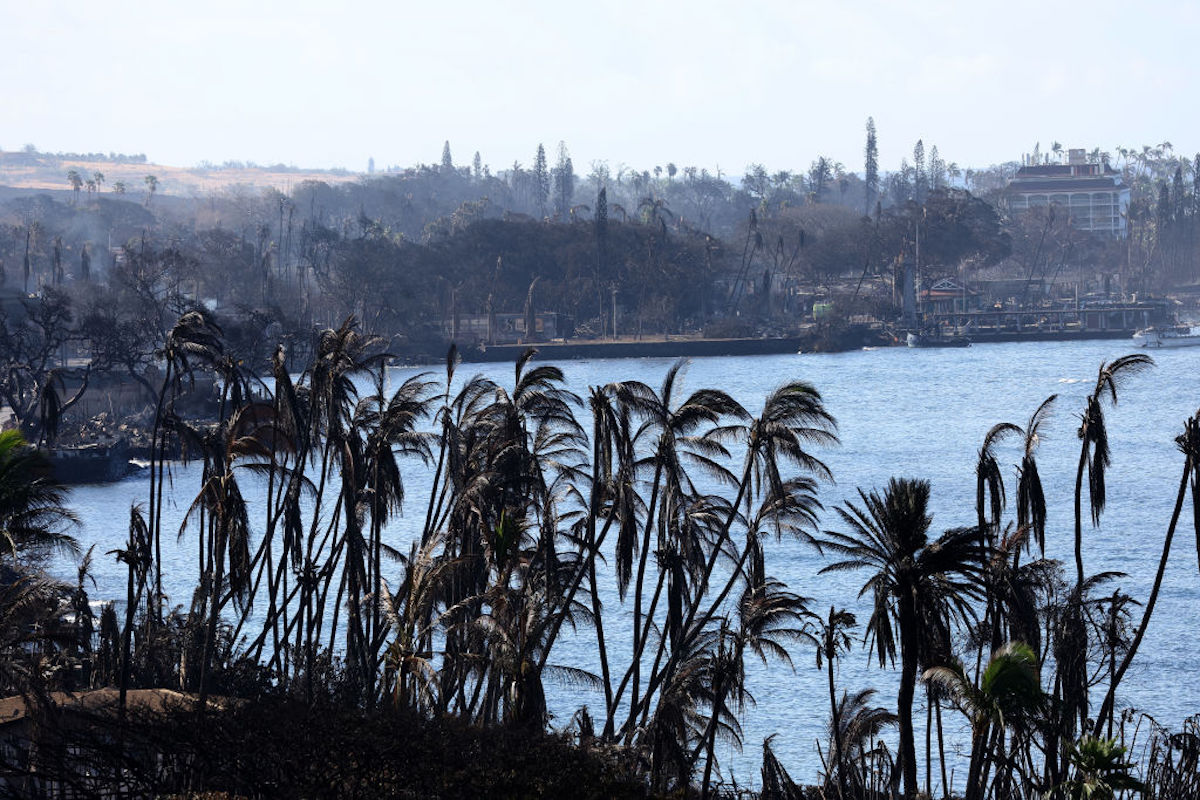 In an aerial view, palm trees burned by a wildfire line the waterfront of Hawaii