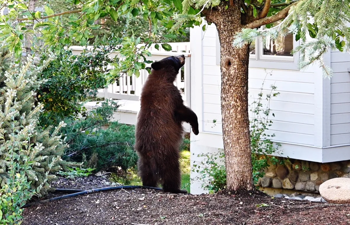 Young black/brown bear standing by tree in the backyard., looking into the window.