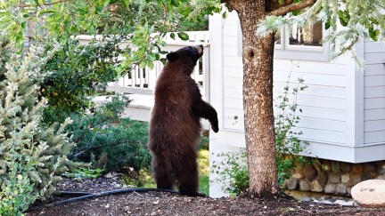 Young black/brown bear standing by tree in the backyard., looking into the window.