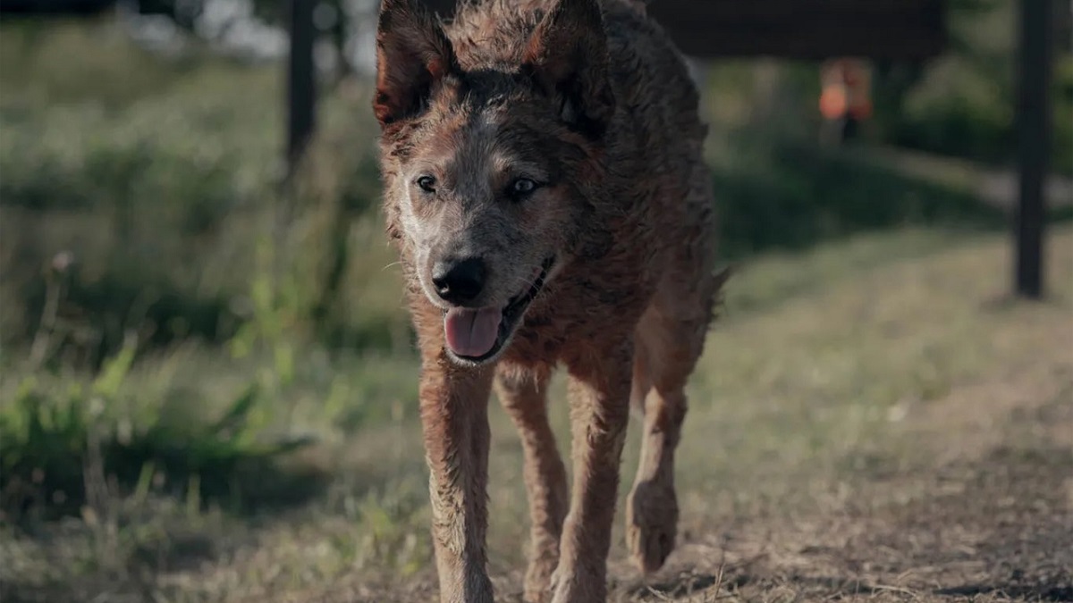Image of a mangy brown dog with pointy ears from the film 'Pet Sematary: Bloodline.' The dog is walking down a dirt road surrounded by grass in the daylight. 