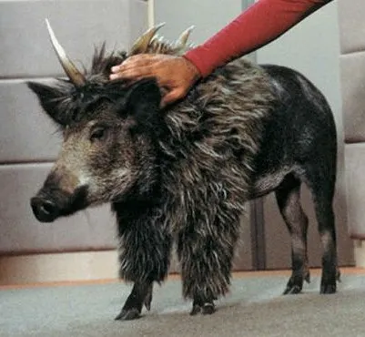 A boar with a thick hide and a horn coming out of its head. Worf's arm is visible at the top, petting it.