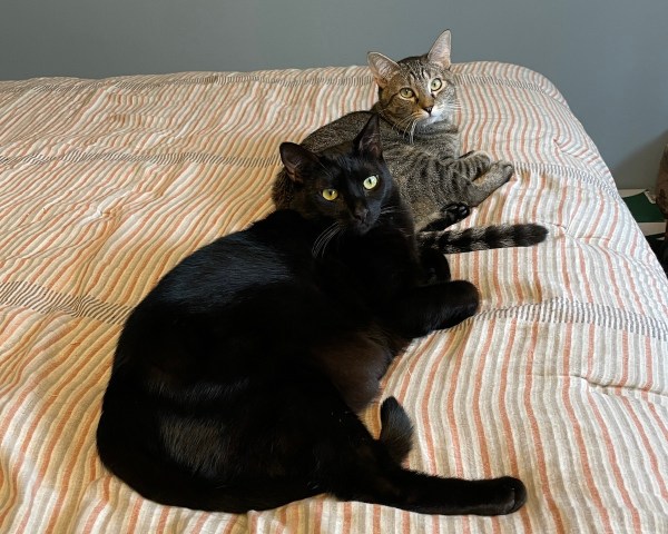 A black cat and a grey tabby both lounge on a bed, looking at the camera.