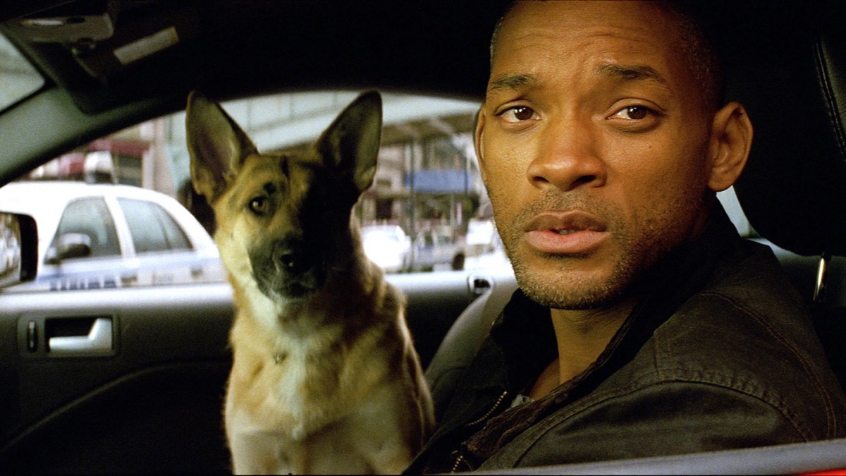 Will Smith and a German Sheperd looking out the window of a car in "I Am Legend"
