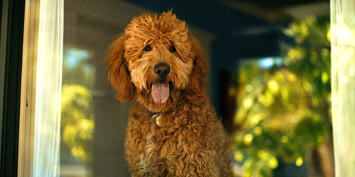 Six-Thirty, a fluffy brown dog (voiced by B. J. Novak) looks out the window in 'Lessons in Chemistry'.