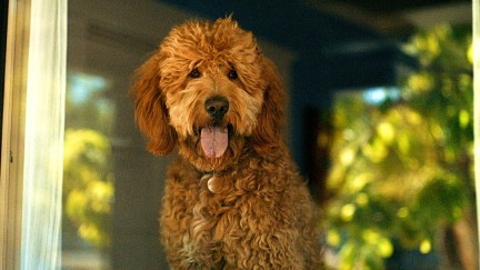 Six-Thirty, a fluffy brown dog (voiced by B. J. Novak) looks out the window in 'Lessons in Chemistry'.