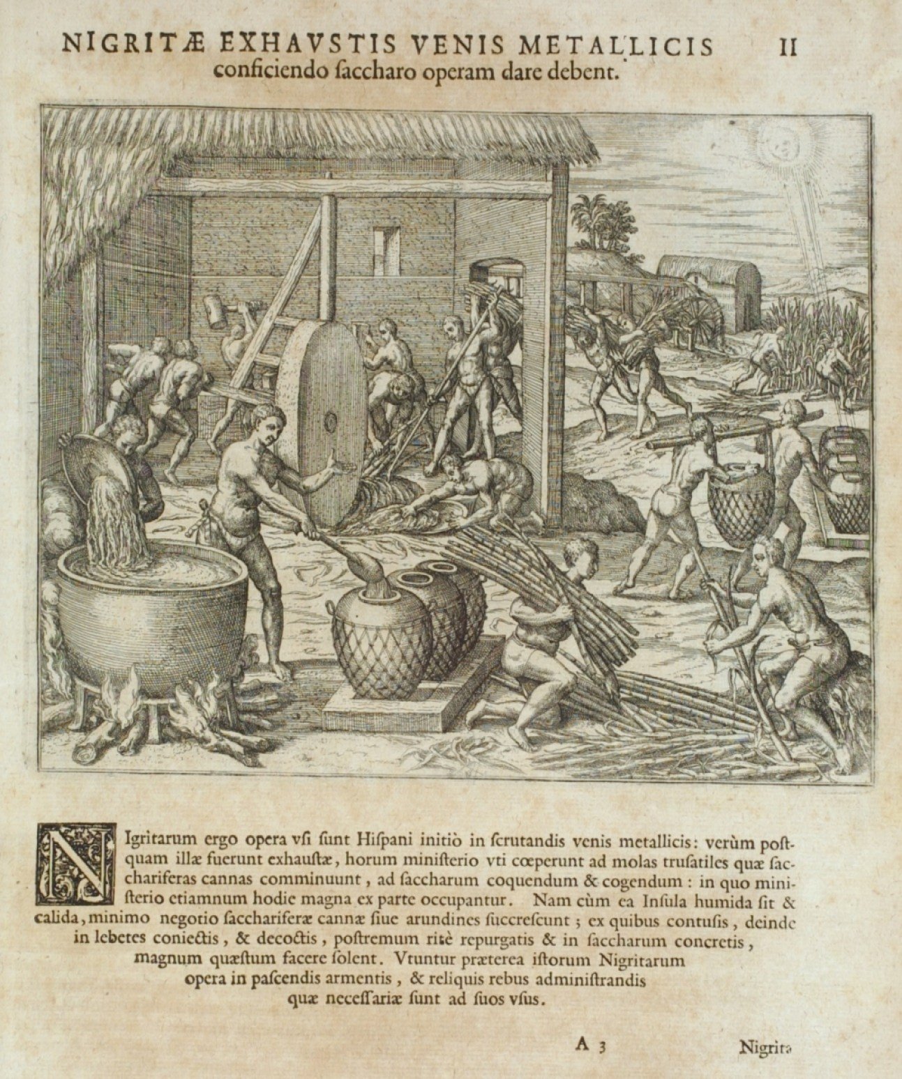 Slaves working to death in Saint Domingo Sugar Plantations in 1540-50s. 
