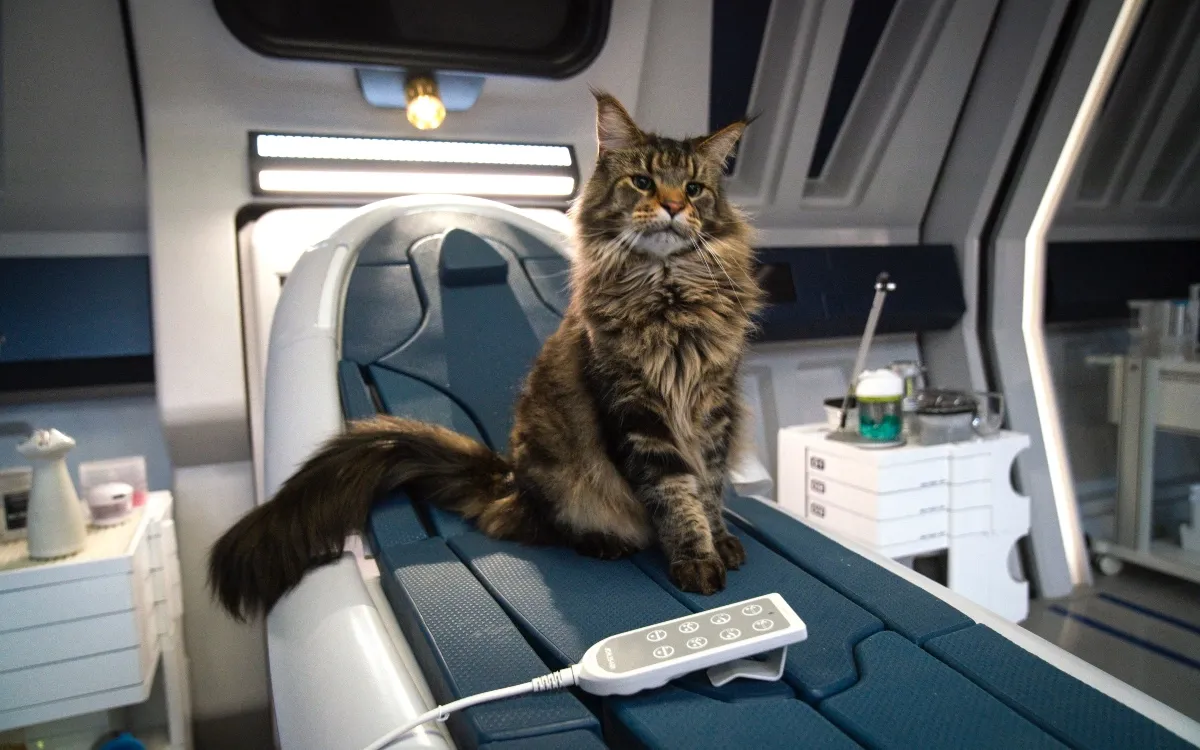 Queen Grudge the cat of Star Trek: Discovery
