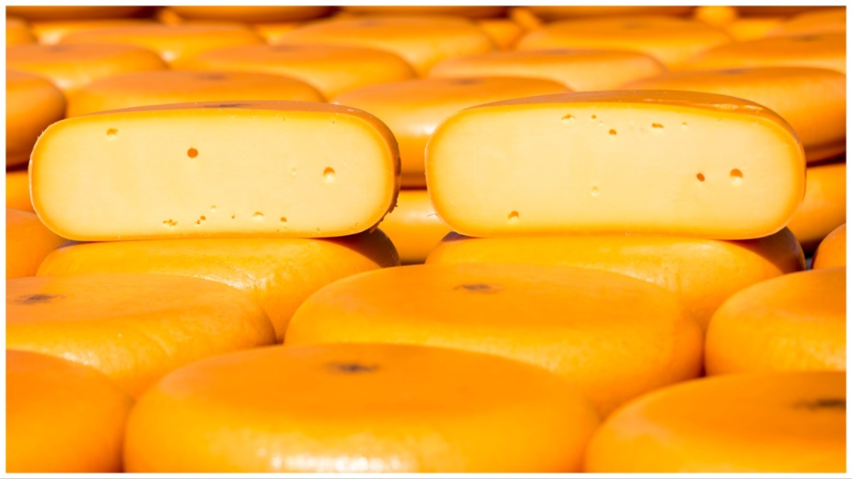Traditional wheels of Gouda cheese on display on cobblestones at Alkmaar cheese market, The Netherlands. (Photo by Tim Graham/Getty Images)