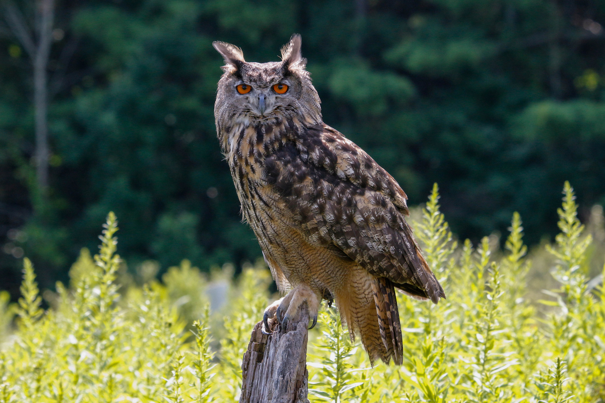 A large owl with orange eyes and tufts of feathers over its ears perches on a branch in a meadow.