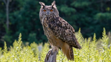 A large owl with orange eyes and tufts of feathers over its ears perches on a branch in a meadow.