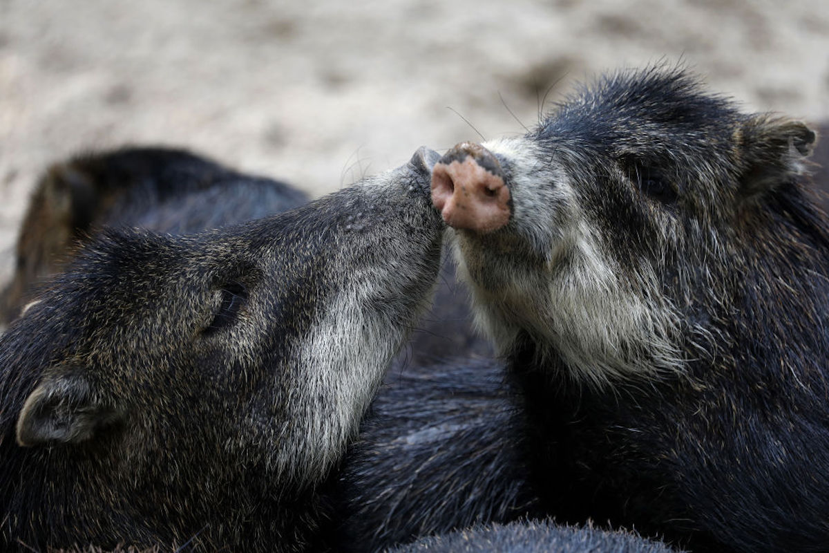 Two cute pig-like animals (javelinas) touch snouts