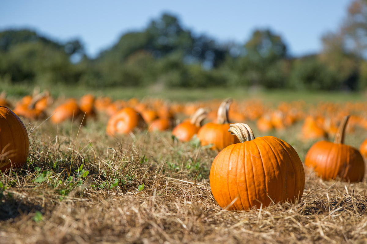 A large pumpkin patch.