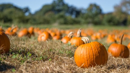 A large pumpkin patch.