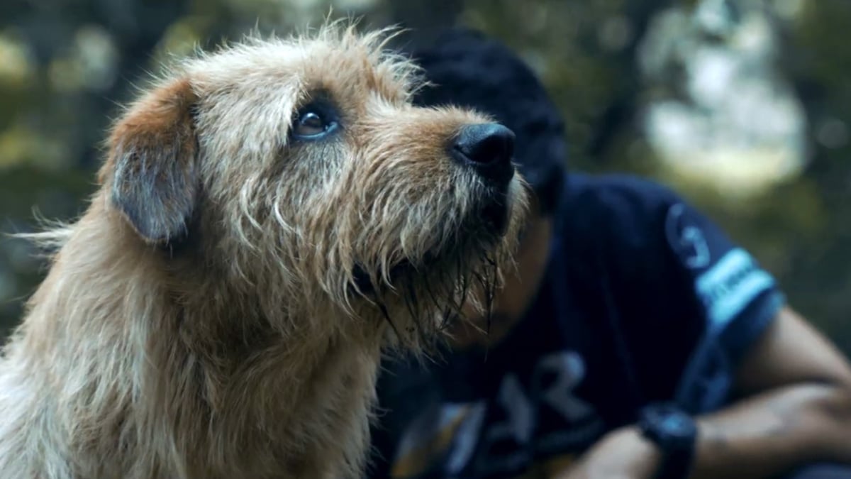A very good dog in the trailer for 'Arthur the King'