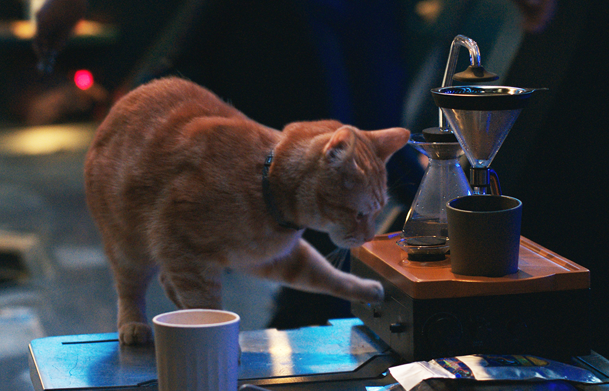 Goose the Flerken in Marvel Studios' THE MARVELS. Photo courtesy of Marvel Studios. © 2023 MARVEL.