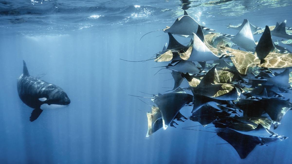 An orca circling a group of stingrays in 'Planet Earth III'