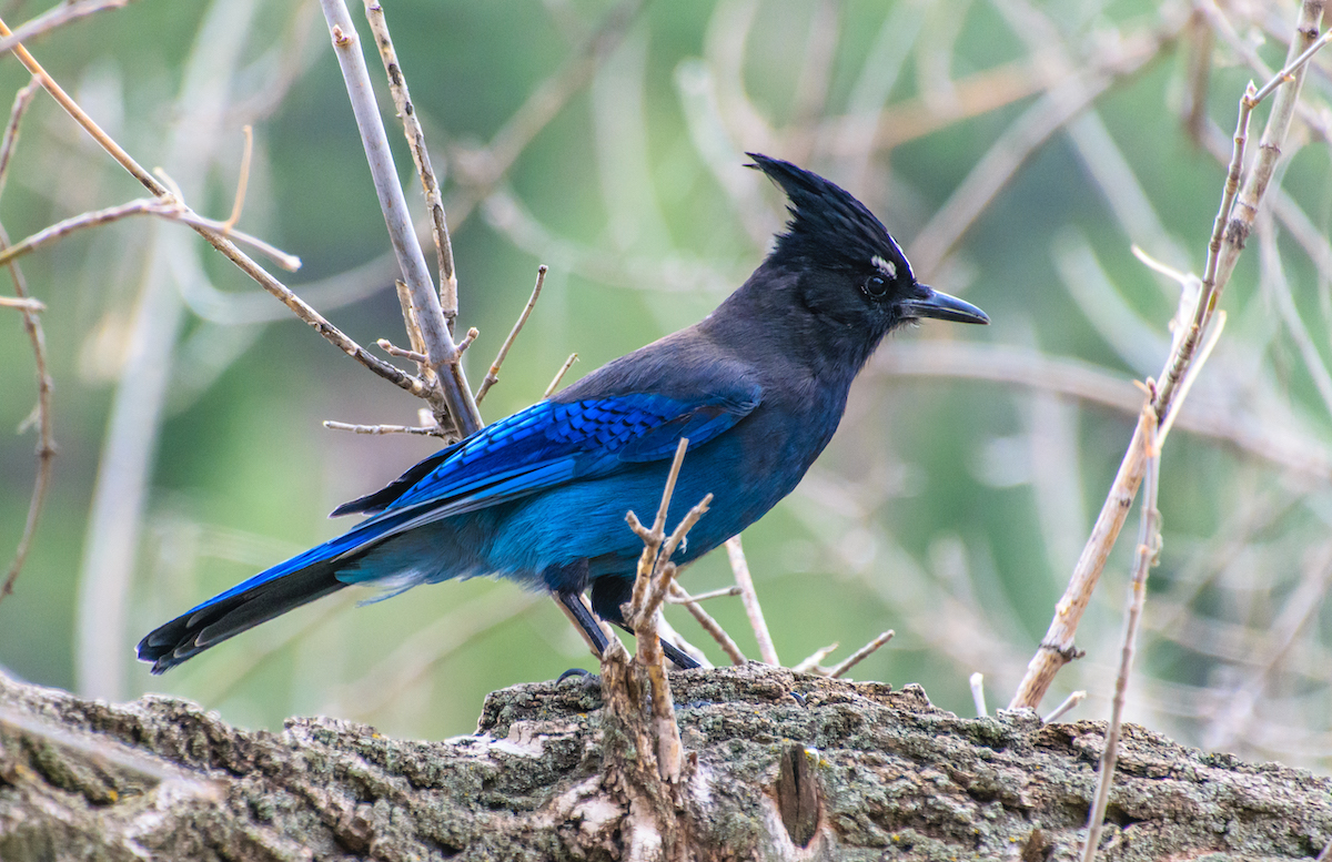 Stellar's Jay on a log