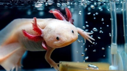 An adorable axolotl swims next to bubbles in the water.