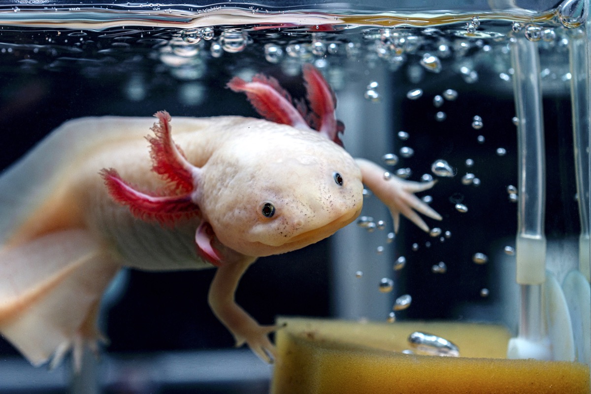 An adorable axolotl swims next to bubbles in the water.