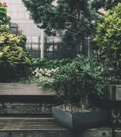 A bonsai tree sits on a wooden bench with other trees in the background.