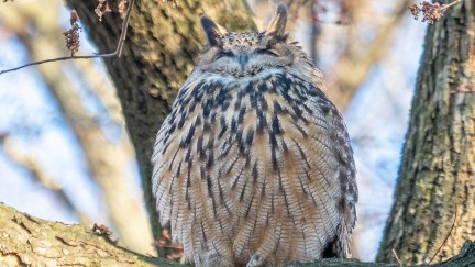 Flaco, NYC's famous Eurasian eagle-owl, perches on a branch