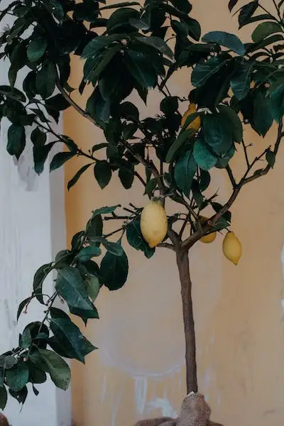A lemon tree next to a wall.