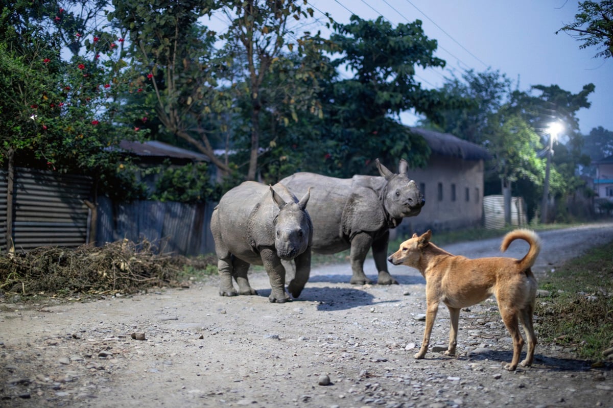 two rhinos stand in a village near a dog