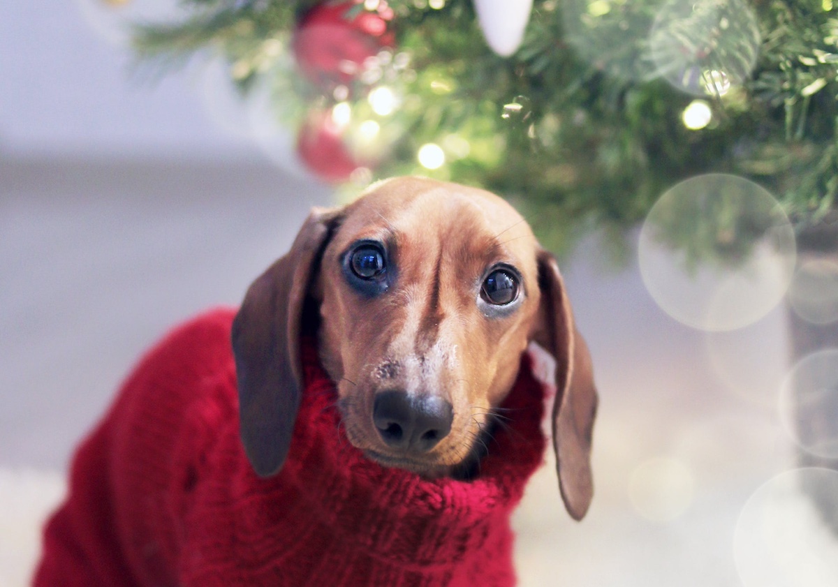 A tiny dog in a red sweater sits next to a Christmas tree