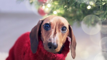 A tiny dog in a red sweater sits next to a Christmas tree