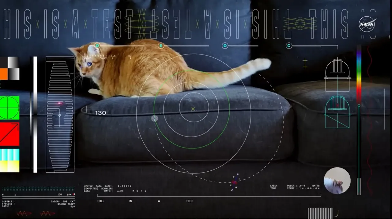 Avviso scientifico importante!  La NASA ha appena inviato il video di un gatto dallo spazio!