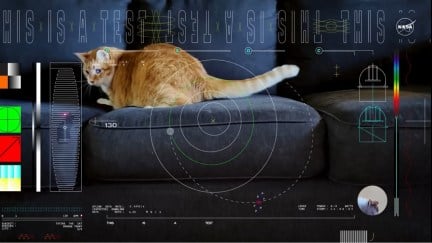 An orange cat chases a laser on a couch with technical graphics superimposed on the image.