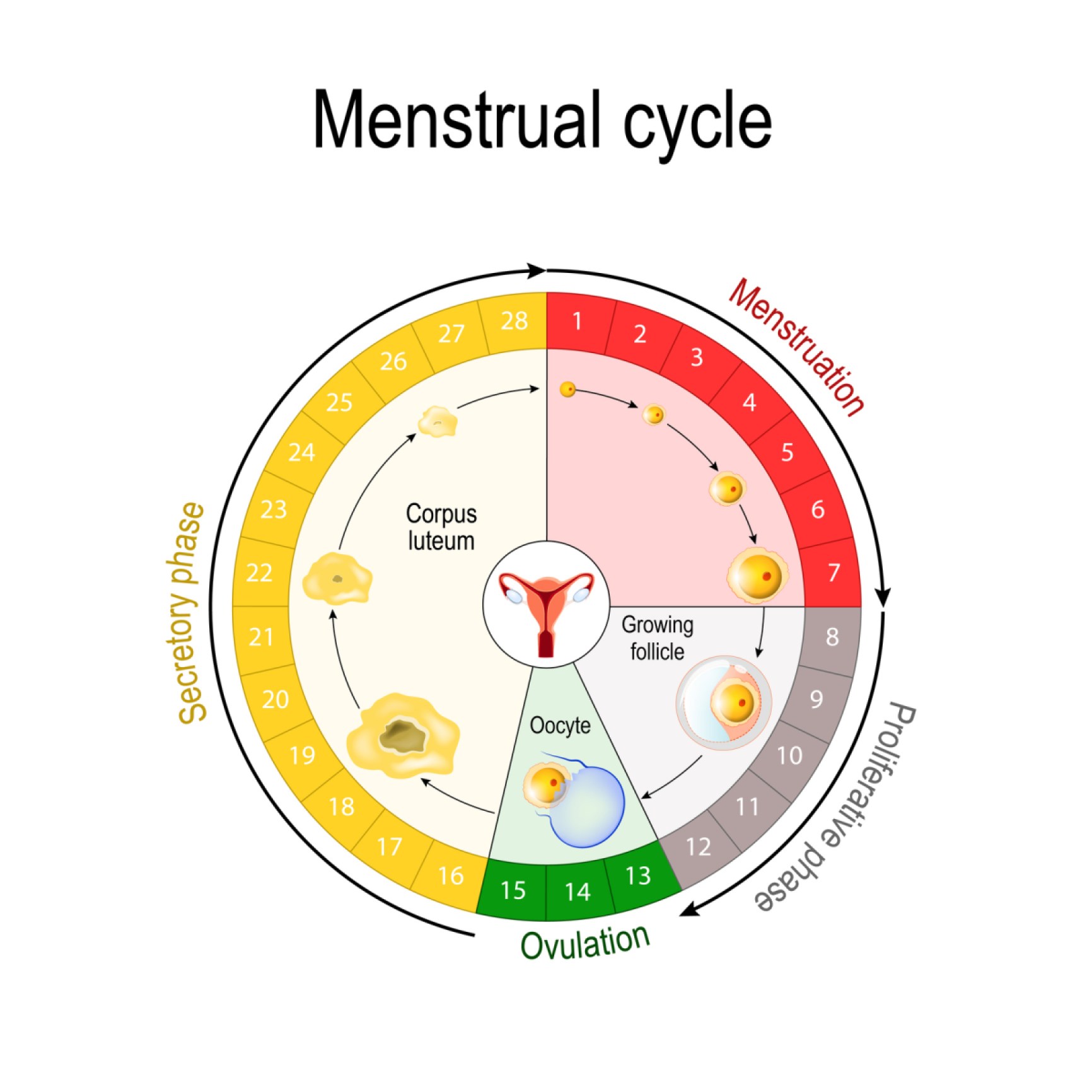 Menstrual cycle chart showing the stages of a cycle in a round graph.
