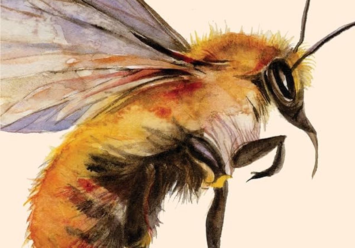 At the Mouth of the River of Bees book cover, cropped. A giant bee.