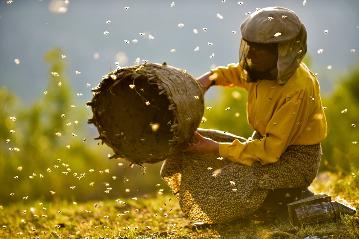 Hatidže Muratova tends to her bees in Honeyland