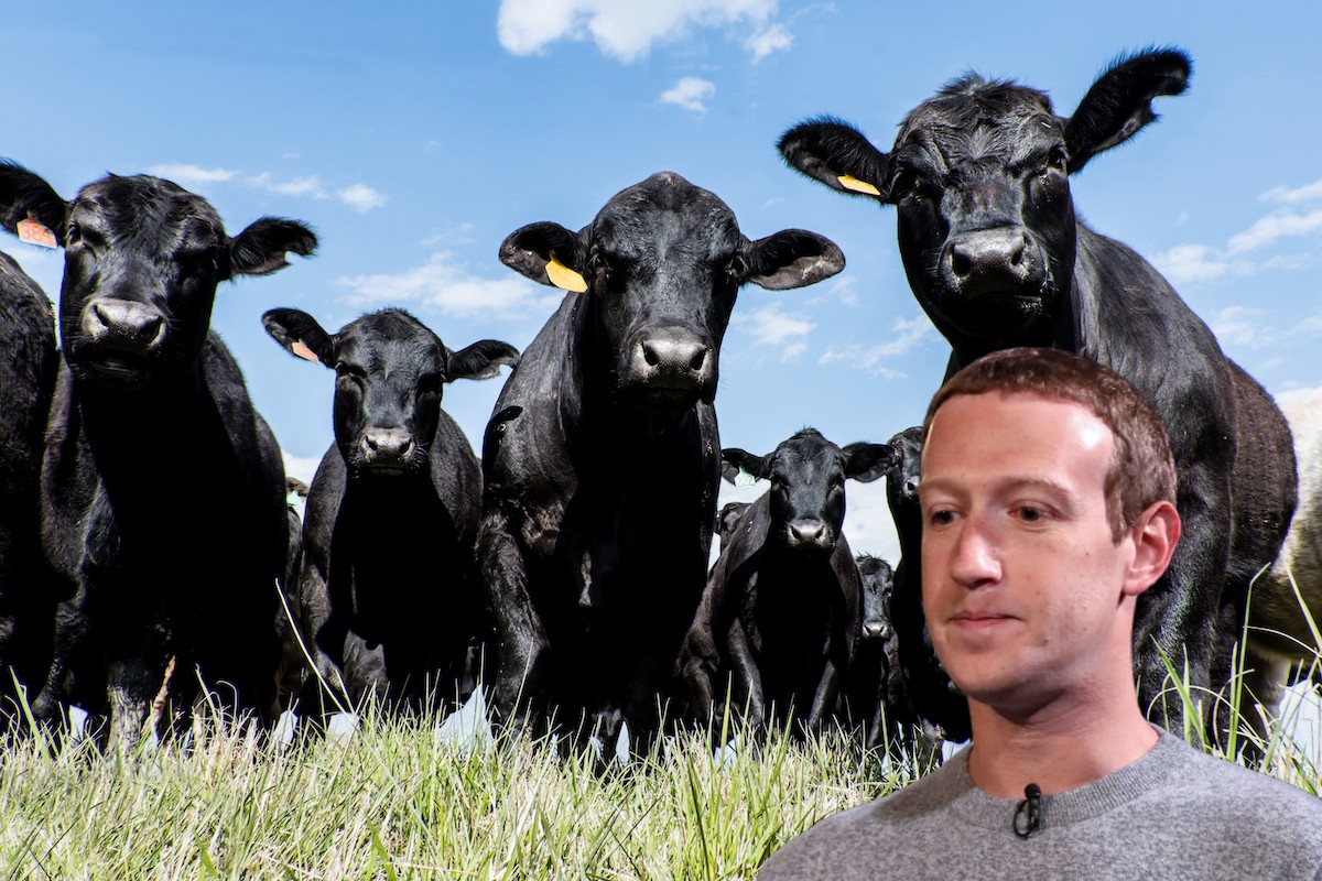 Mark Zuckerberg's face looking sad imposed over a shot of angry looking black cows.