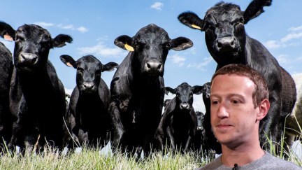 Mark Zuckerberg's face looking sad imposed over a shot of angry looking black cows.