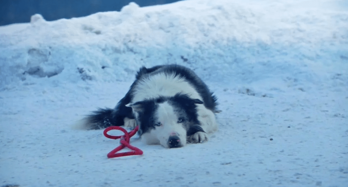 Messi the dog as Snoop in Anatomy of a Fall