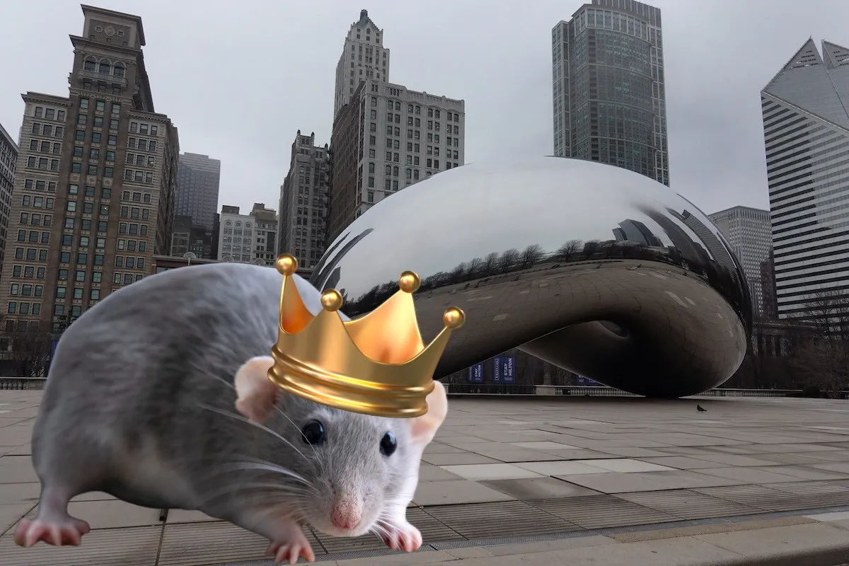 A cute rat wearing a large gold crown imposed on a scenic shot of Chicago's iconic Bean statue.