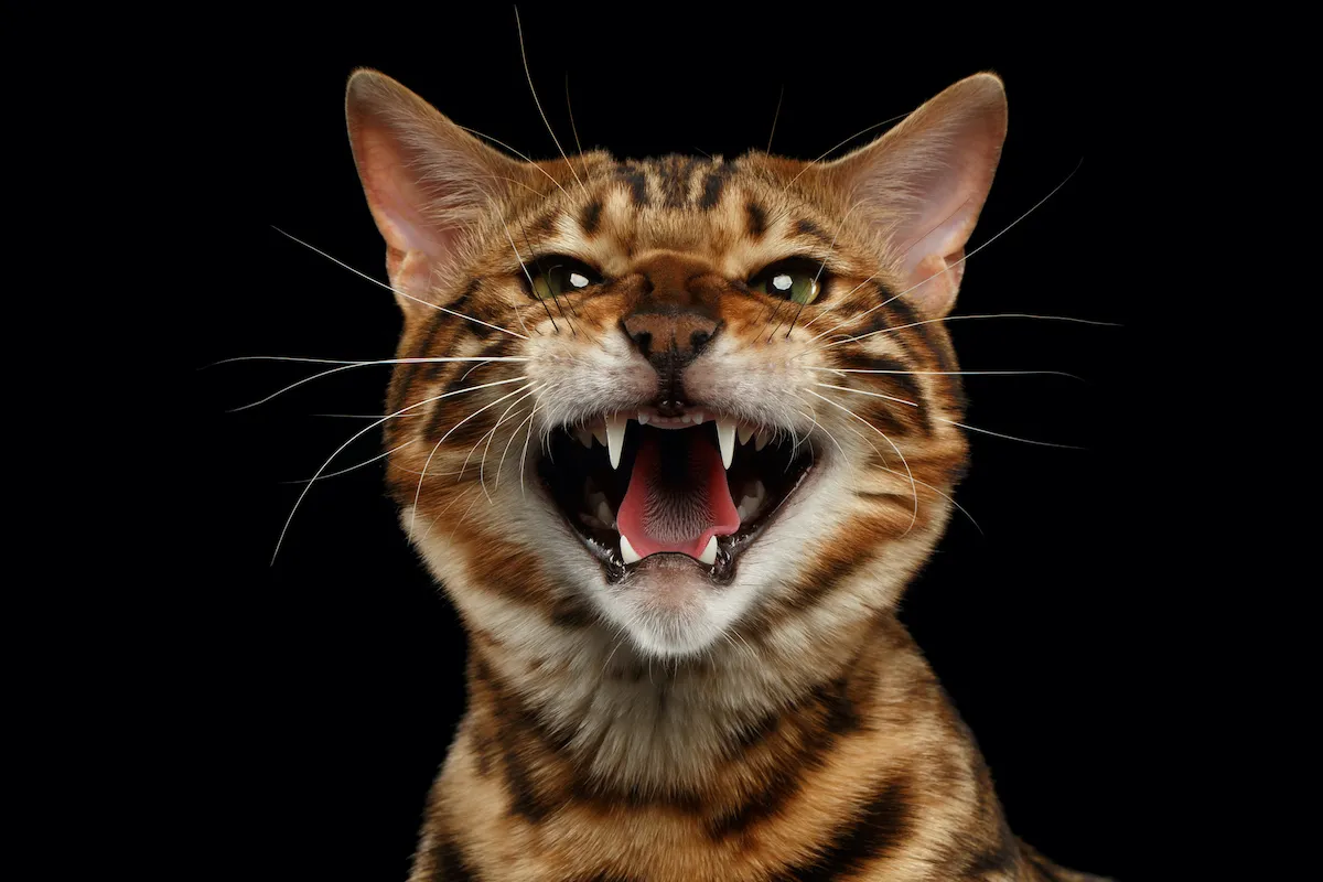 Closeup Portrait of Hissing Bengal Male Cat on Black Isolated Background