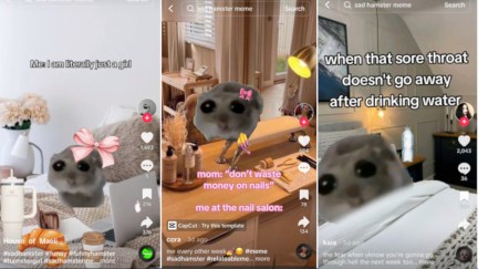 TikTok Sad Hamster Explained The Mary Sue